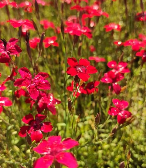 Dianthus deltoides confetti tiefrot 